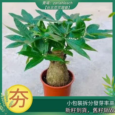 發財樹種子|發財樹種植指南：掌握養護訣竅，讓你的發財樹欣欣向榮